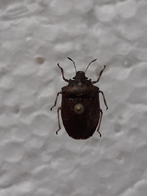 Podops Podops