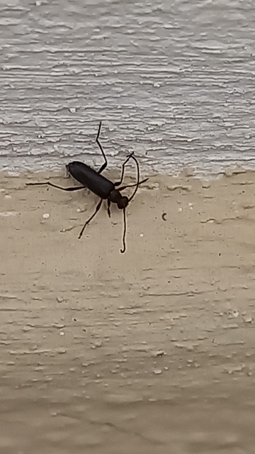 Grammoptera Grammoptera