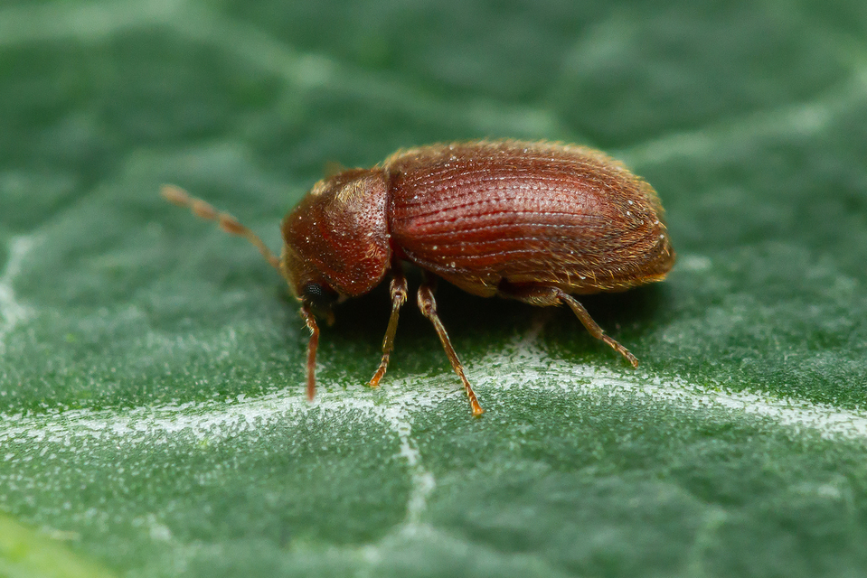 Stegobium paniceum - kenyérbogár