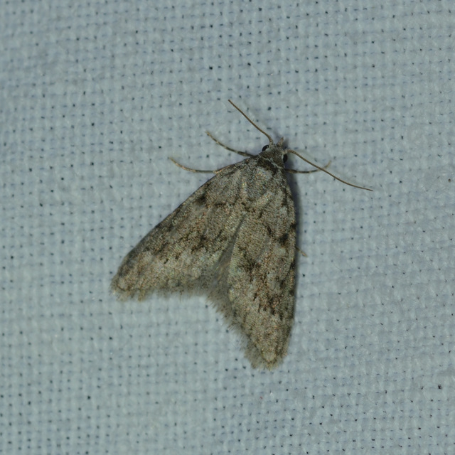 Nola cicatricalis - szürke pamacsosszövő