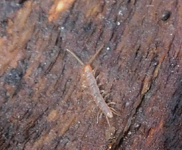 Lithobius