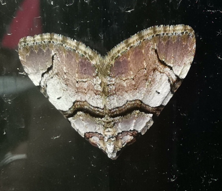 Anticlea derivata - vadrózsa-tarkaaraszoló