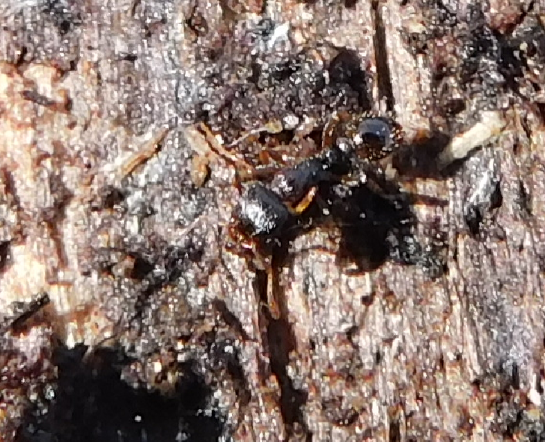 Tetramorium
