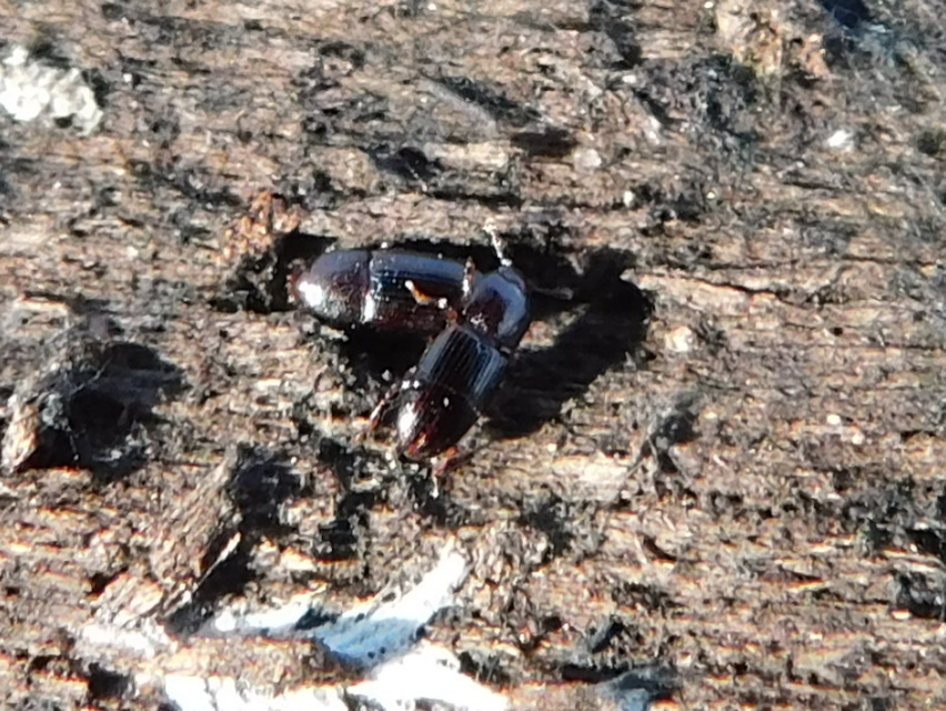 Cerylonidae - kéregbogárfélék Cerylonidae - kéregbogárfélék