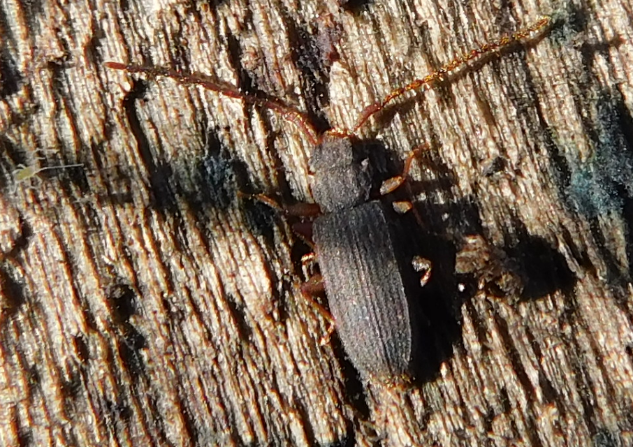 Uleiota planatus - hosszúcsápú fogasnyakú-lapbogár