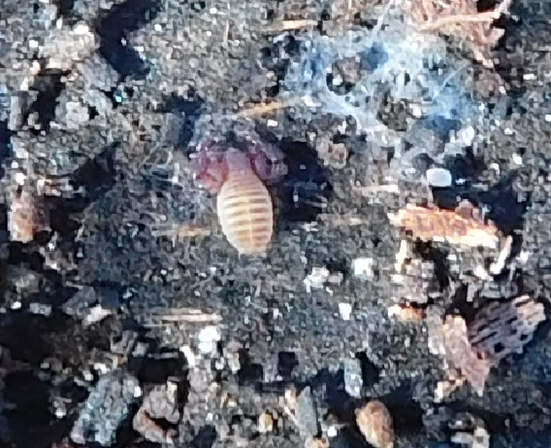 Pseudoscorpionida - Álskorpiók