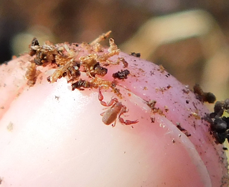 Pseudoscorpionida - Álskorpiók