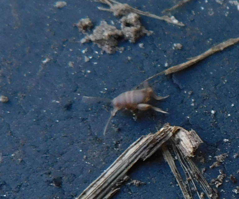 Myrmecophilus nonveilleri - Nonveiller-hangyásztücsök
