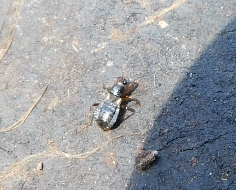 Alloeorhynchus flavipes - sárgalábú tolvajpoloska