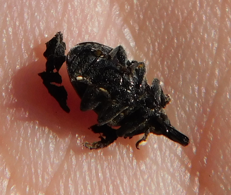 Larinus turbinatus - kúposorrú púderbarkó