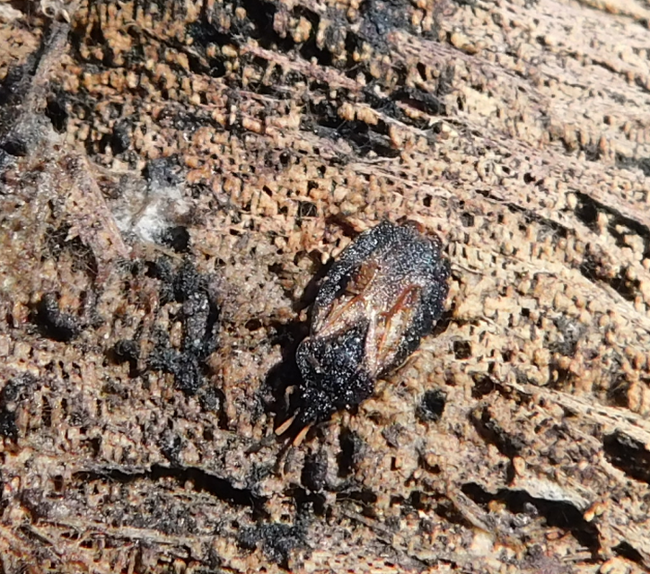 Aradus distinctus