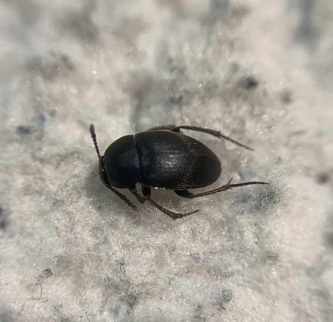 Catops chrysomeloides