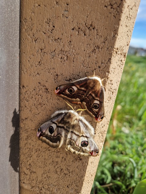 Saturnia pavoniella/pavonia