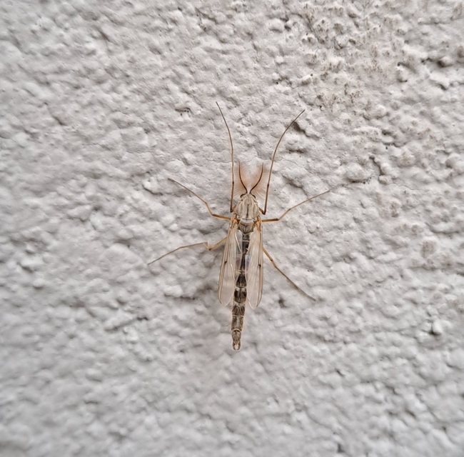 Chironomini