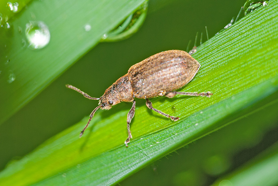 Curculionidae - ormányosbogár-félék Curculionidae - ormányosbogár-félék