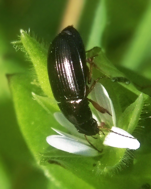 Amara anthobia - réti közfutó Amara anthobia - réti közfutó