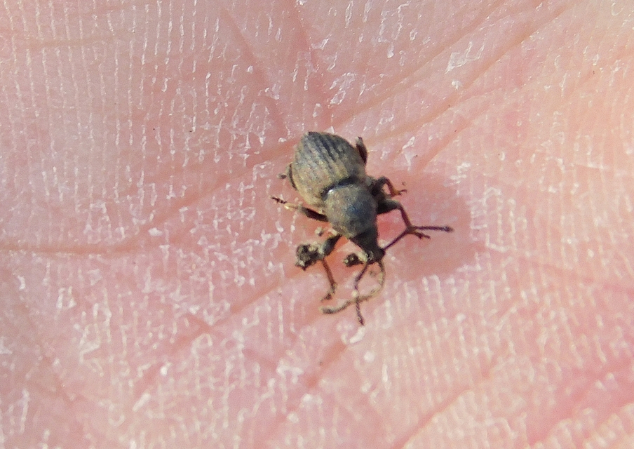 Otiorhynchus raucus - molyhos gyalogormányos