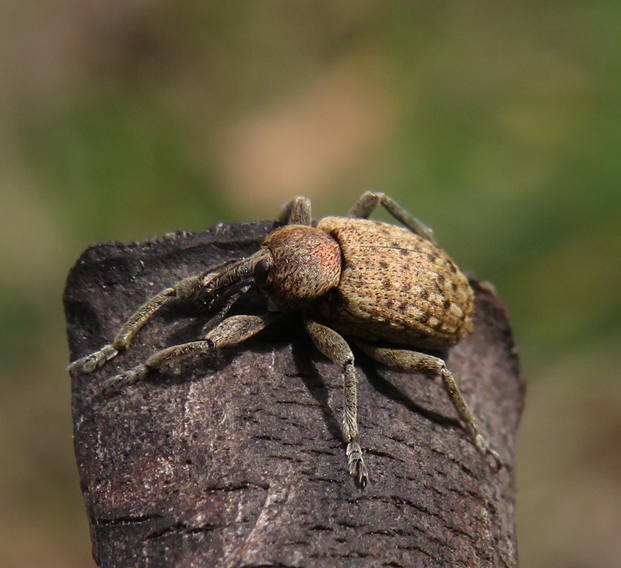 Hypera contaminata - homályos pikkelyesormányos