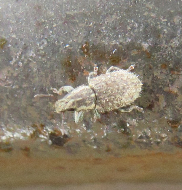 Sitona hispidulus - szőrös csipkézőbogár