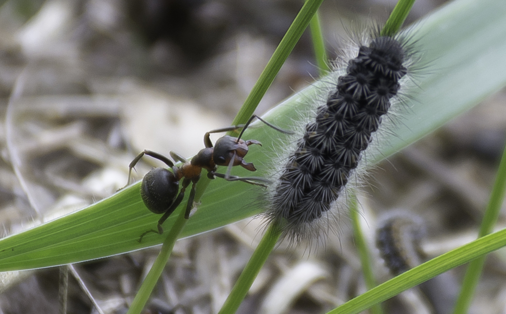 Formica pratensis - réti vöröshangya