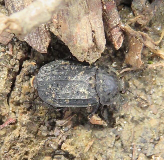 Thanatophilus rugosus - ripacsos dögbogár
