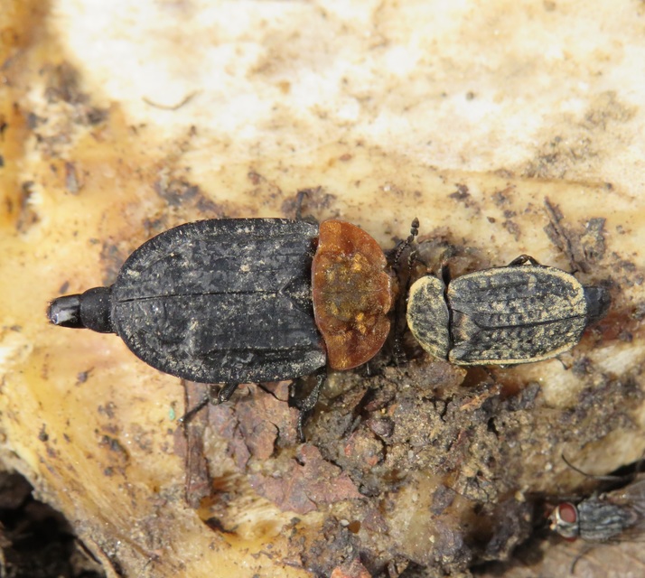 Thanatophilus rugosus - ripacsos dögbogár