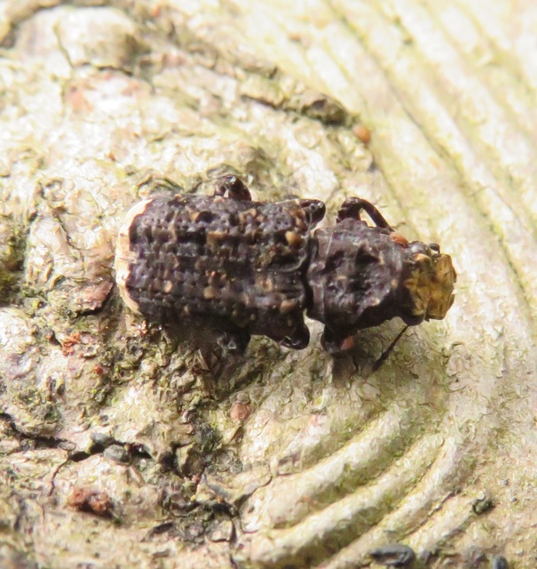 Platyrhinus resinosus - nagy orrosbogár