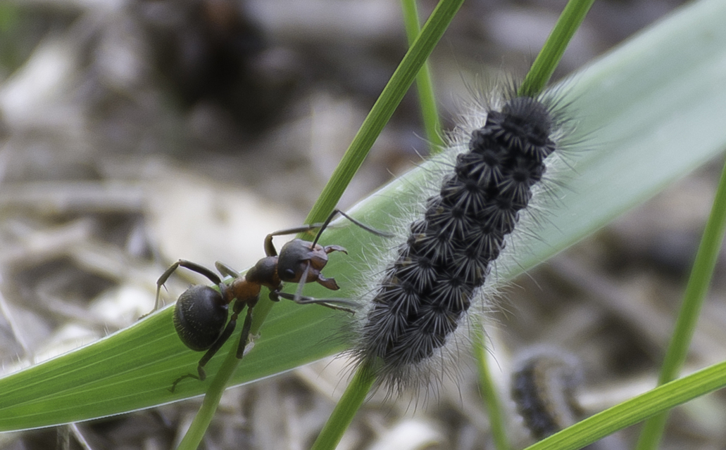 Pentophera morio - réti gyapjaslepke