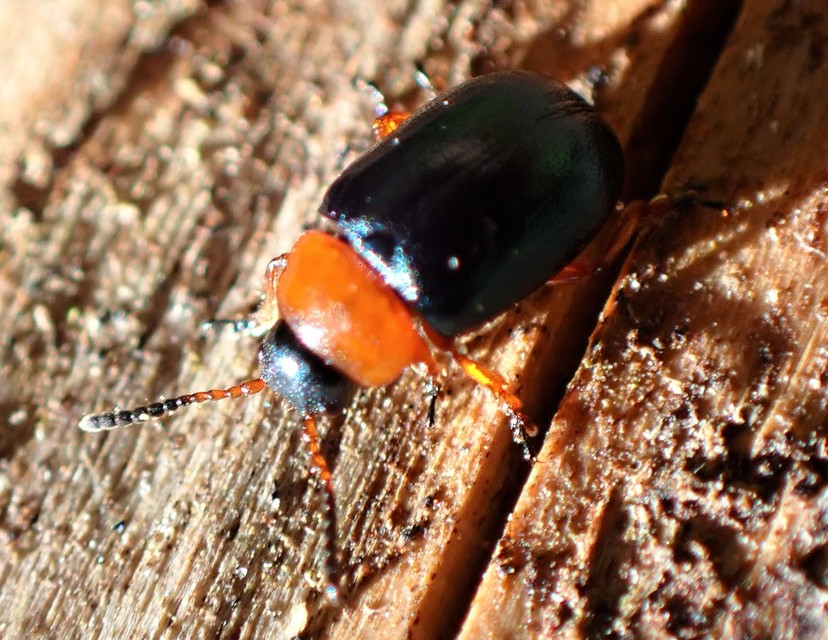 Gastrophysa polygoni - paraj-levélbogár Gastrophysa polygoni - paraj-levélbogár