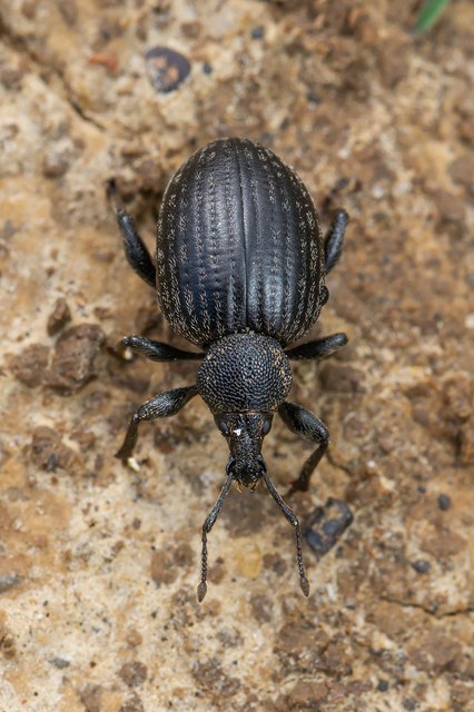 Otiorhynchus catenulatus - gyászos gyalogormányos
