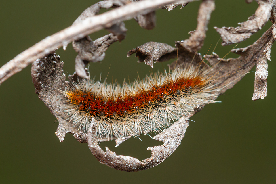 Rhyparia purpurata - bíborszínű medvelepke