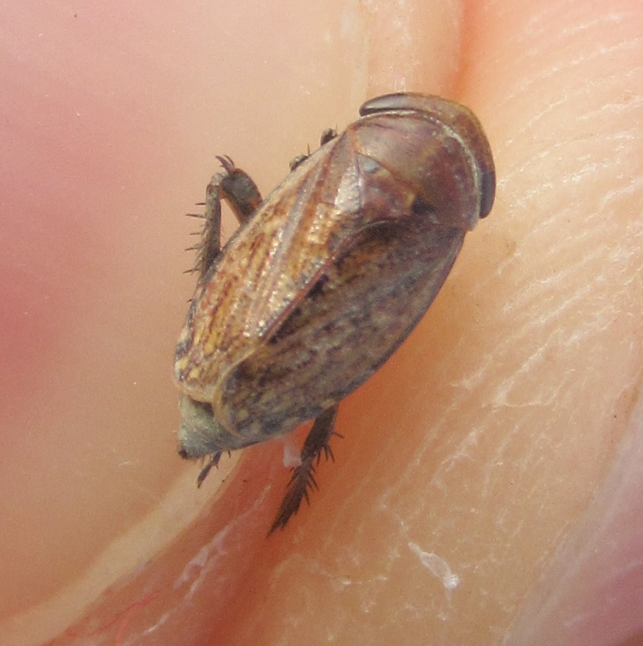 Goniagnathus brevis
