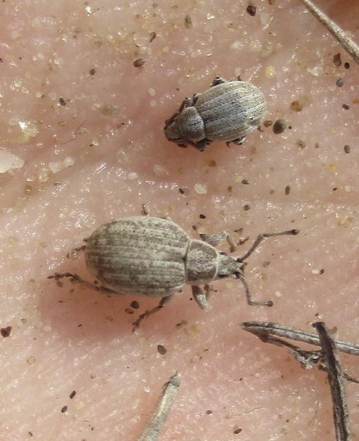 Centricnemus leucogrammus - kis kendermagbogár Centricnemus leucogrammus - kis kendermagbogár