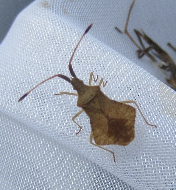 Syromastus rhombeus - vitorlás karimáspoloska