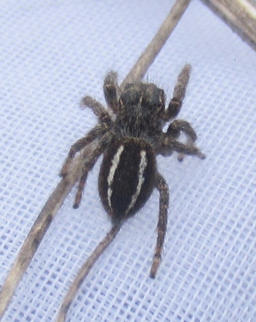 Philaeus chrysops - piros ugrópók