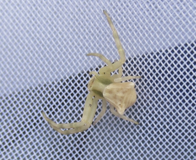 Thomisus onustus - fehér karolópók