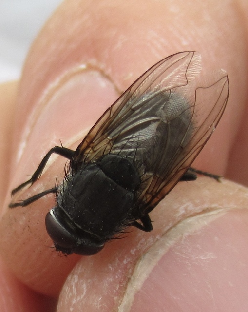 Pollenia