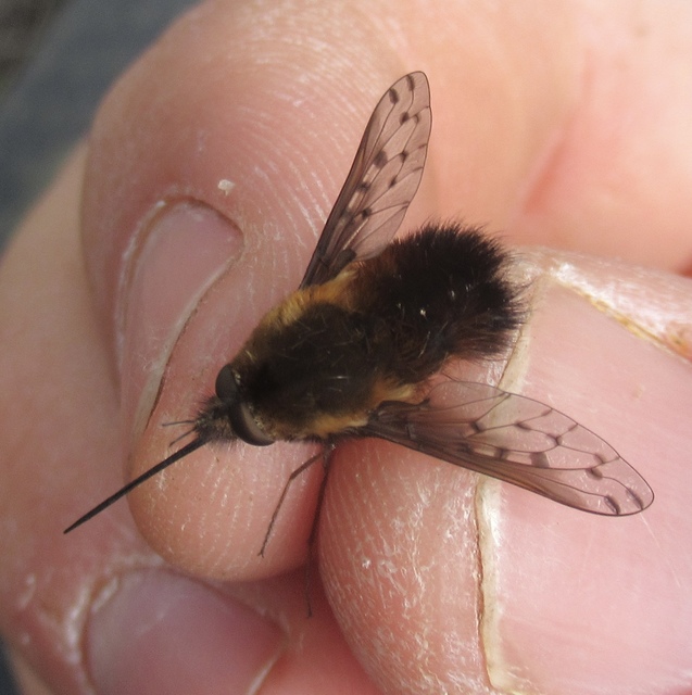 Bombylius discolor - feketefarú pöszörlégy