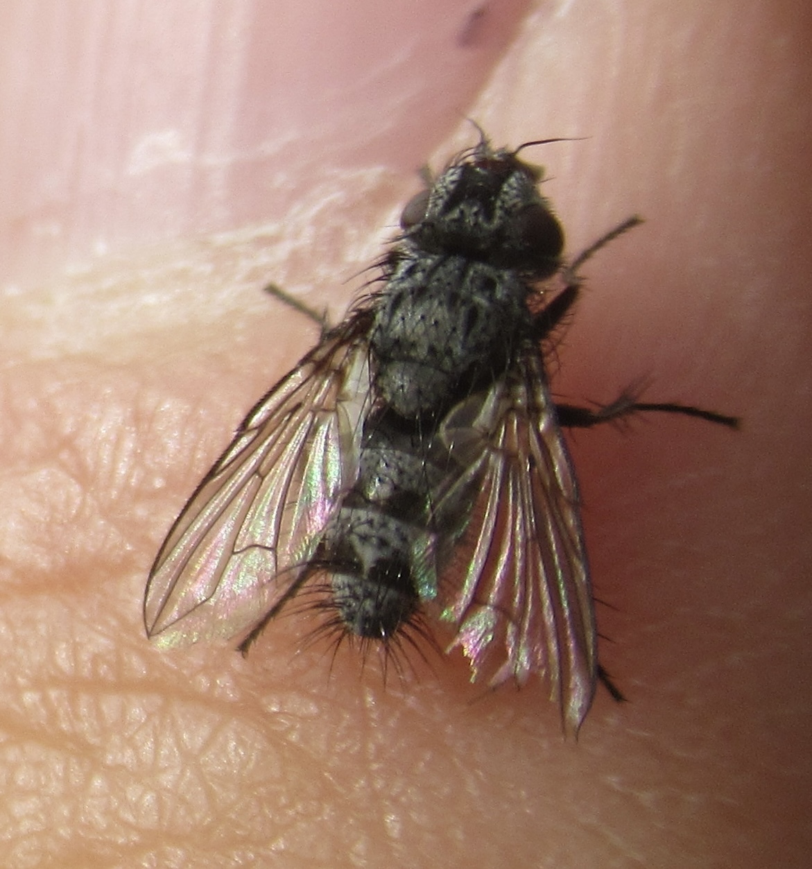 Baumhaueria tibialis