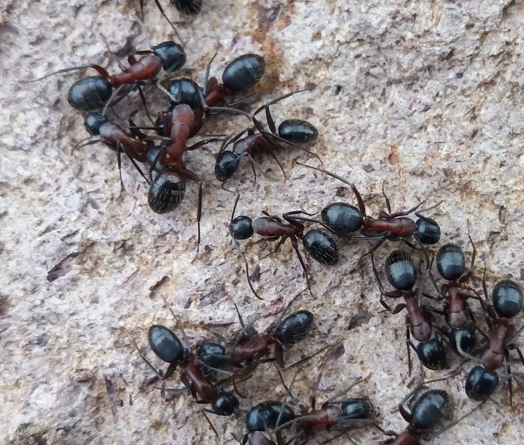 Camponotus ligniperda - faodvasító lóhangya