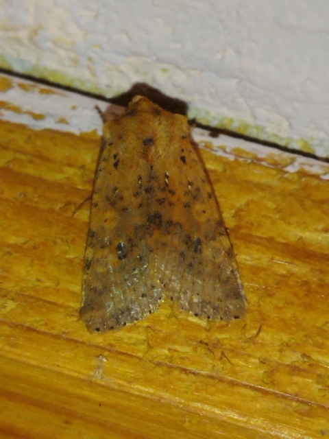 Conistra rubiginea - vörös őszibagoly
