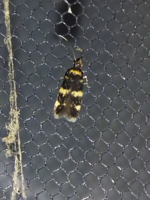 Oegoconia