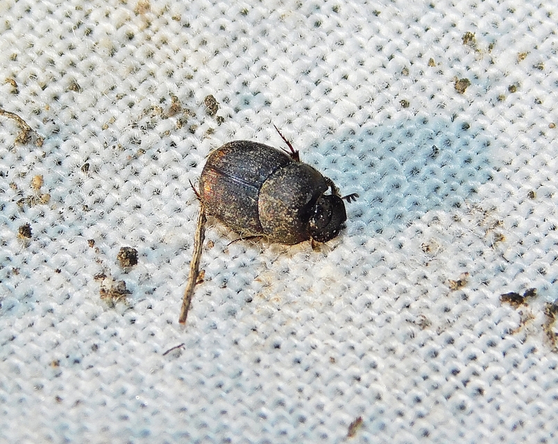 Onthophagus furcatus - villás trágyatúró