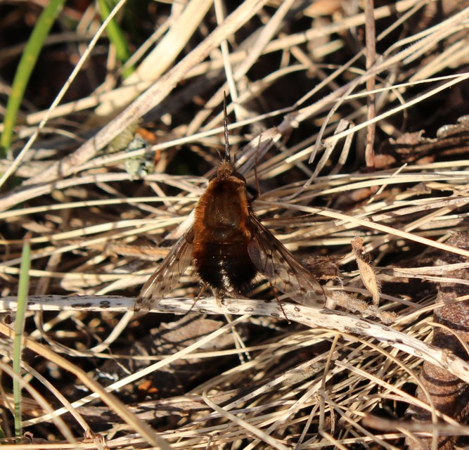 Bombylius discolor - feketefarú pöszörlégy