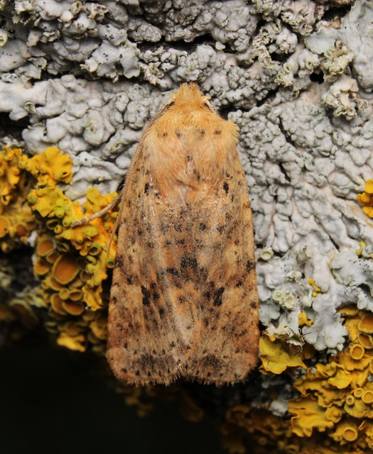 Conistra rubiginea - vörös őszibagoly