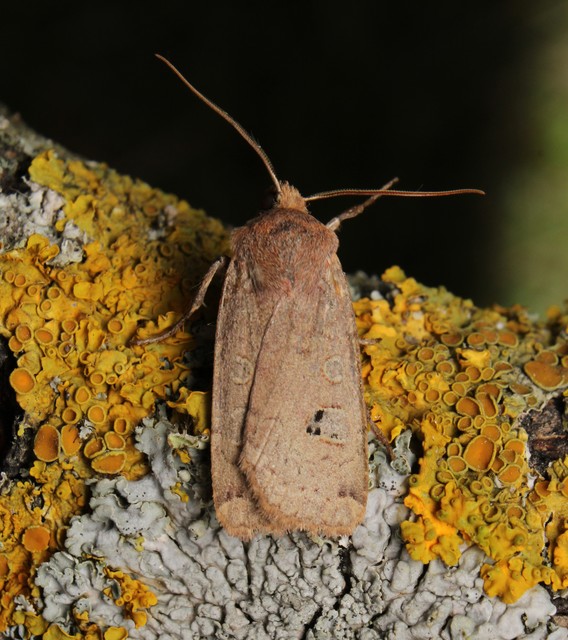 Conistra erythrocephala - vörösfejű őszibagoly
