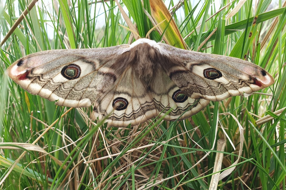 Saturnia pavoniella/pavonia