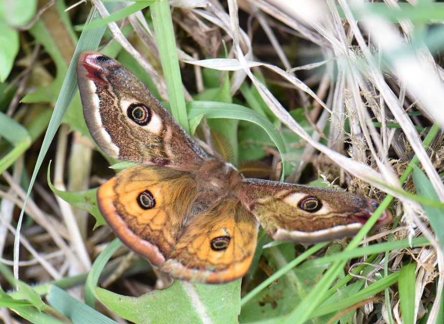 Saturnia pavoniella/pavonia