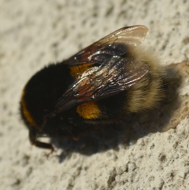 Bombus terrestris/lucorum