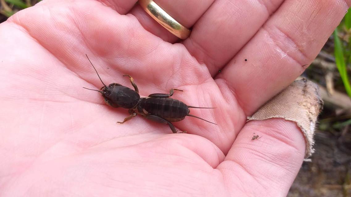 Gryllotalpa